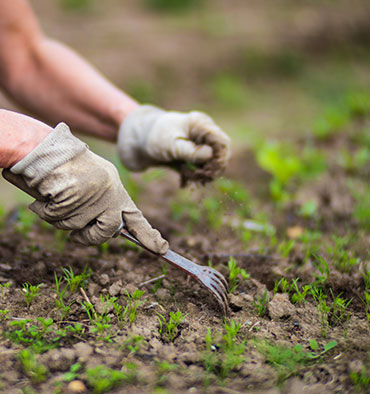 portrait of smiling gardener in apron holding digital tablet in hands while standing in garden