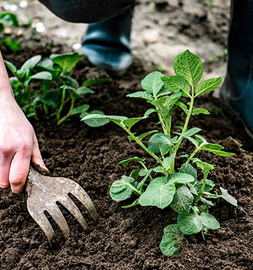 portrait of smiling gardener in apron holding digital tablet in hands while standing in garden