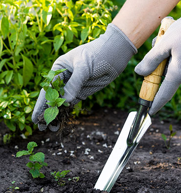 portrait of smiling gardener in apron holding digital tablet in hands while standing in garden