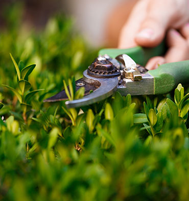 portrait of smiling gardener in apron holding digital tablet in hands while standing in garden